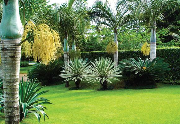 áreia externa, jardim, limpeza, clean work